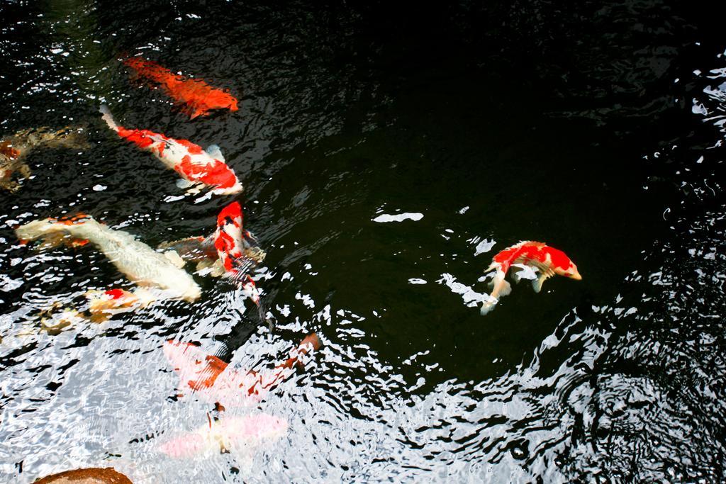 Homestay Jun Bo Xuan Boutique Lijiang (Yunnan)